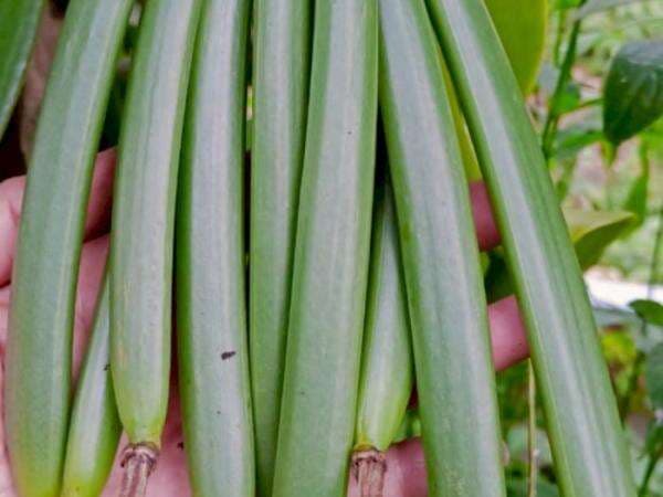 Bisnis Orang Kaya! Budidaya Vanili Cuannya Rp5 Juta Per Kg, Ternyata Ini Alasannya