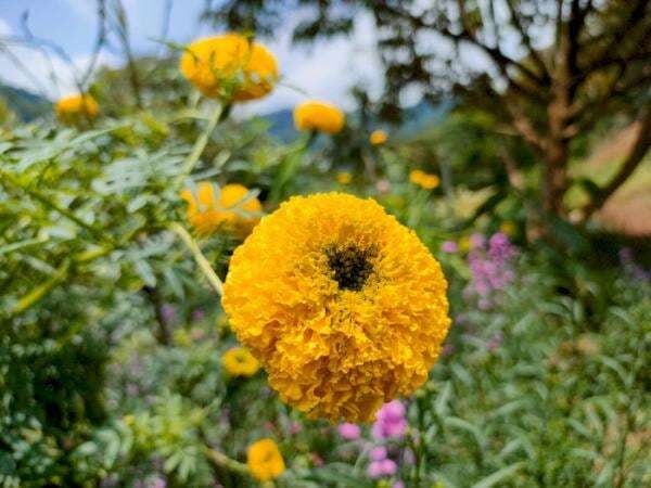 5 Fakta Marigold, Dianggap Bunga Kematian Tapi Jadi Sesajen Masyarakat Bali!
