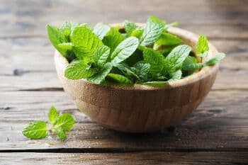 Mengenal Daun Mint, Daun Sejuta Kegunaan dan Manfaatnya bagi Tubuh