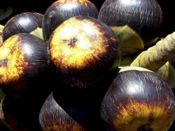 Viral di Kalangan Kreator TikTok dan Artis, Ini 5 Khasiat Luar Biasa Buah Lontar Viral di Kalangan Kreator TikTok dan Artis, Ini 5 Khasiat Luar Biasa Buah Lontar