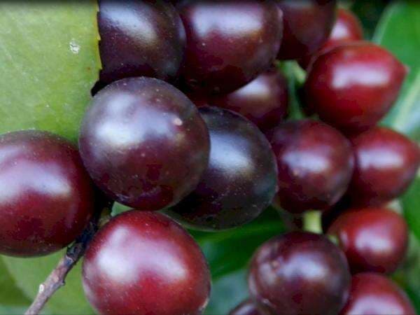 Waspada! Ceri Jenis Ini Mengandung Racun Sianida yang Mematikan!