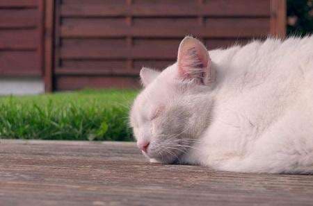 Penyebab Kucing Tidak Mau Makan dan Tidur Terus, Bagaimana Cara Mengatasinya?