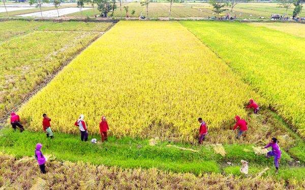 Miris, Harga Pangan di Negara Agraris Indonesia Tertinggi se-ASEAN