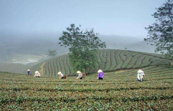 Tanaman yang Cocok Ditanam di Dataran Tinggi adalah Buah dan Sayur, Tapi Ada Lagi