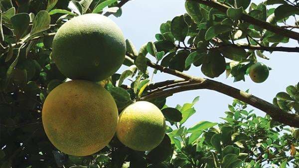 Cara Mencangkok Pohon Jeruk Bali, Mudah dan Pasti Tumbuh