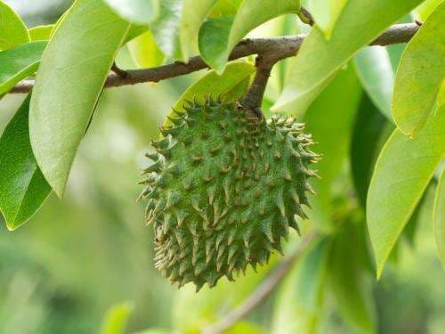 7 Deretan Manfaat Teh Daun Sirsak, Salah Satunya Mencegah Kanker