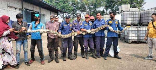 Menyeramkan! Ular Piton 5 Meter Bersarang di Atap Tempat Tinggal Karyawan PT Indonesia Harapan Harmonis