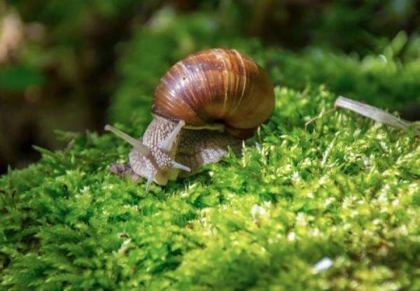 Tahukah Anda, Inilah Fakta Tentang Siput, Si Putri Tidur