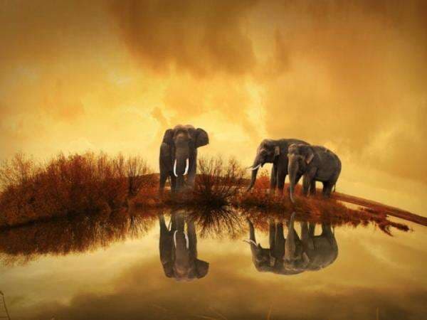 Sederet Fakta Unik tentang Gajah