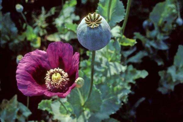 Junta Militer Berkuasa, Perdagangan Narkoba Meningkat, Myanmar Jadi Penghasil Opium Terbesar Junta Militer Berkuasa, Perdagangan Narkoba Meningkat, Myanmar Jadi Penghasil Opium Terbesar