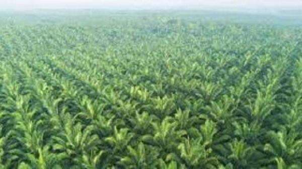 Ini Daftar `Crazy Rich` Indonesia yang Jadi Kaya Raya dari Sawit