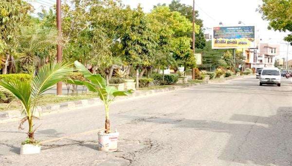 Haaaaa!!! Ada Pohon Pisang Dan Kelapa Ditengah Jalan Depan Kantor Dewan Tamiang