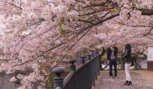 5 Fakta Tentang Musim Sakura di Jepang