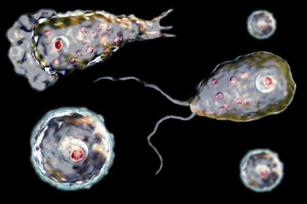 Merangkak di Jalan Bau, Pemakan Otak Masuk ke Benak, Begini Cara Mencegahnya