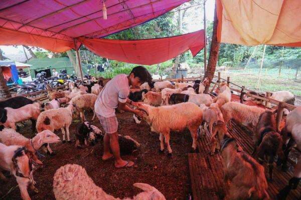 7 Hewan yang Dijamin akan Masuk Surga