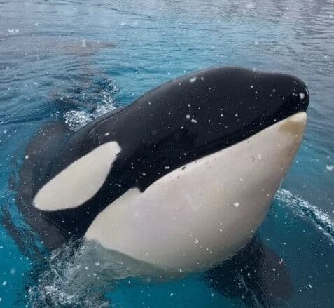 Kisah Haru Kiska, Paus Orca Paling Kesepian Yang Mati Di Penangkaran