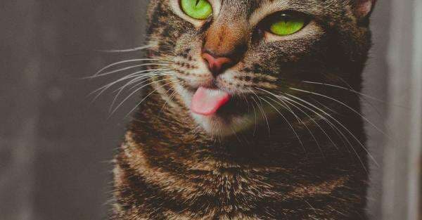 7 Penyebab Kucing Menjulurkan Lidah, Ternyata Tanda Adanya Penyakit