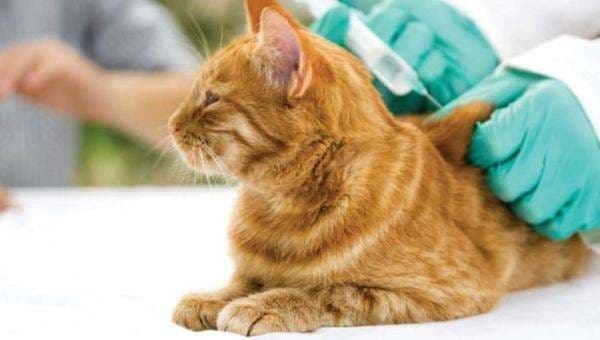Ini Alasan Mengapa Kucing Perlu Divaksin, Penting Untuk Kesehatan!