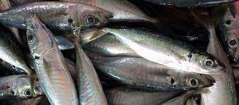 Mengenal Jenis dan Karakteristik Ikan Layang di Indonesia Mengenal Jenis dan Karakteristik Ikan Layang di Indonesia