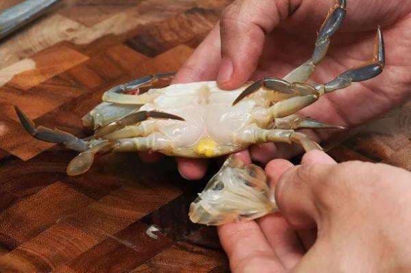6 Cara Membersihkan Kepiting Segar Dengan Baik Dan Benar Sebelum Dimasak