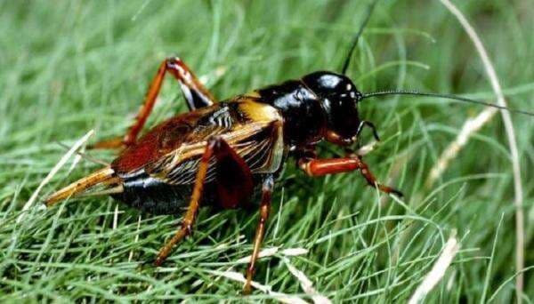 Belum Banyak Diketahui, Inilah 5 Fakta Unik Jangkrik