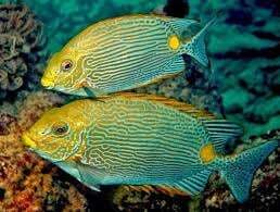 Kenal Lebih Dekat Jenis Hingga Habitat Ikan Baronang