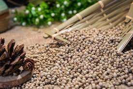 Lada Putih untuk Kesehatan dan Rempah Masakan