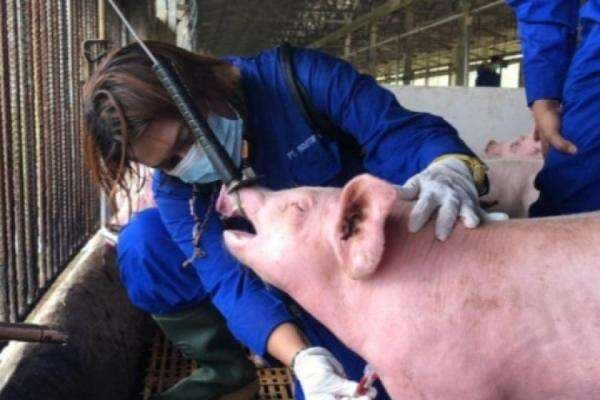 Babi asal Batam Positif Terkena ASF