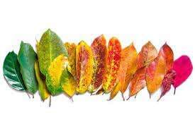 Kenal Lebih Banyak Macam-Macam Pigmen