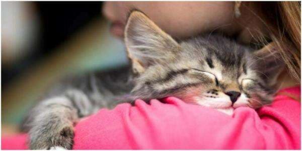 Terharu, Ternyata Ini 6 Alasan Kucing Tidur Di Leher Pemiliknya