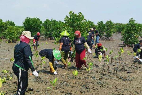 Terinspirasi Ganjar, GMP Sabuk Hijau Tanam 1.000 Bibit Mangrove Di Pantai Tiris