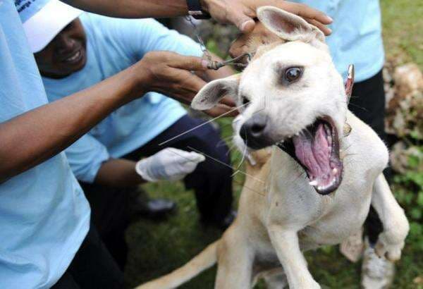 Berikut 10 Ciri-Ciri Anjing Rabies, Hindari Kontak Dengannya!
