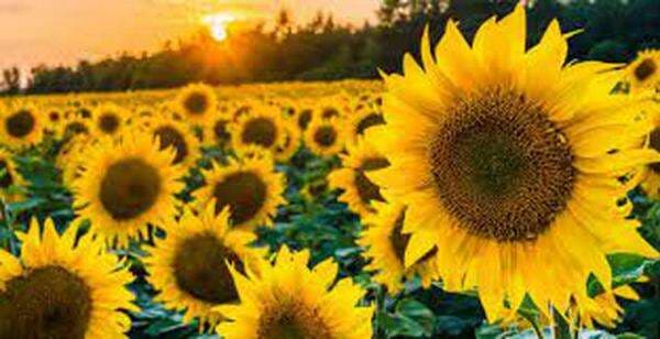 Spesies, Ciri Khas, dan Kegunaan Bunga Matahari