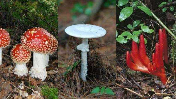 9 Jenis Jamur Beracun Paling Mematikan Di Dunia
