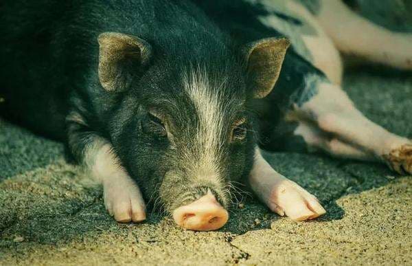 Ribuan Ekor Babi Mati karena Virus ASF, Gusti Ngurah: Tidak Menular ke Manusia