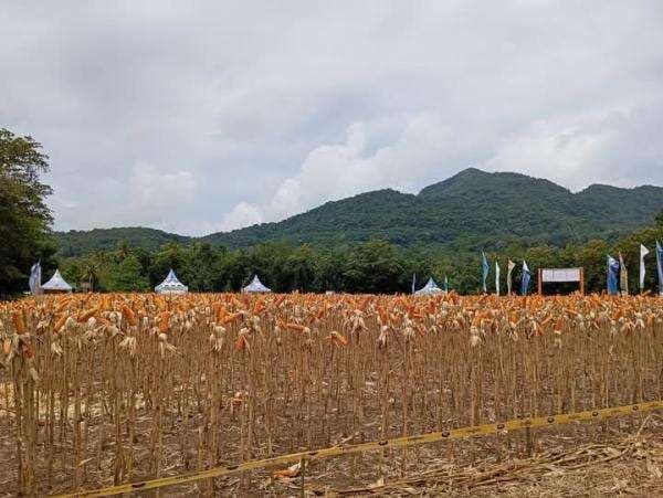 Panen Raya Jagung di Manggarai Timur: Langkah Strategis Menuju Kemandirian Pangan