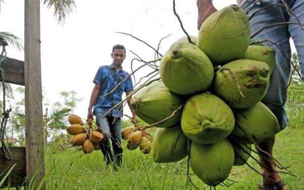 Investor China Masuk, Pabrik Hilirisasi Kelapa Rp1,6 Triliun di Morowali Ditargetkan Beroperasi 2026