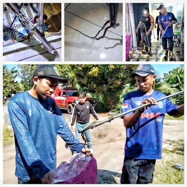 Damkar Palangka Raya Evakuasi Anak Ular Berbisa Jenis Hanjaliwan dari Rumah Warga