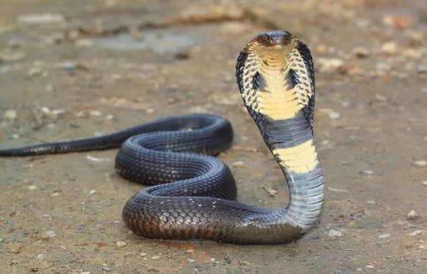 Kasus Gigitan Ular di Wilayah Baduy Jadi Sorotan, Kemenkes Sediakan Antibisa