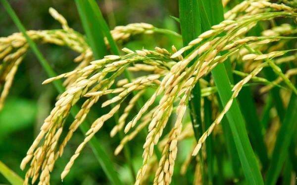 Kadin Sebut Upaya Wujudkan Ketahanan Pangan Masih Terganjal Kualitas Bibit