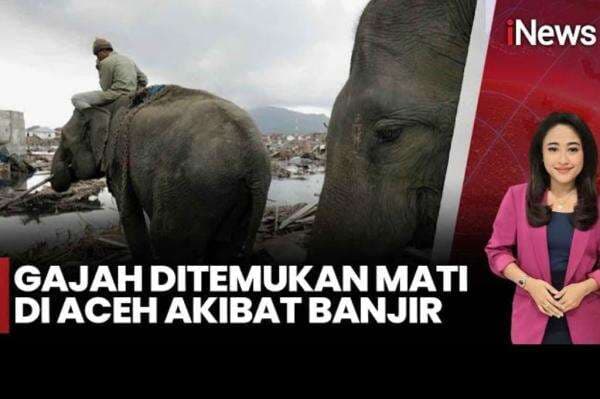 Gajah Sumatera Ditemukan Mati di Antara Tumpukan Kayu usai Banjir Bandang di Pidie Jaya 
