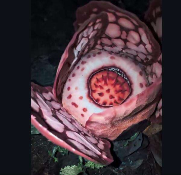 Viral Penampakan Bunga Rafflesia Hasseltii yang Super Langka di Sumbar, Bikin Gempar!