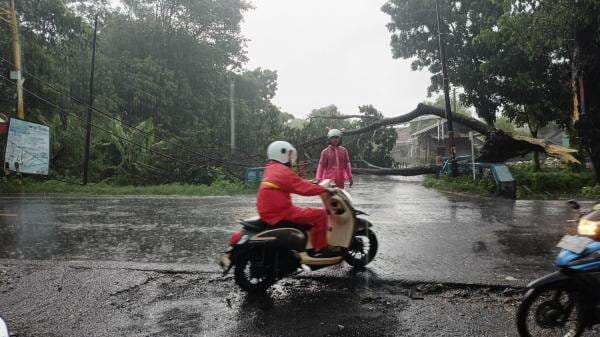 Hitungan Jam, Empat Pohon di Kota Probolinggo Tumbang Diterjang Hujan Angin Hitungan Jam, Empat Pohon di Kota Probolinggo Tumbang Diterjang Hujan Angin