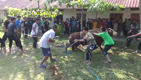 Sapi Kurban Ngamuk, Santri Panjat Pohon di Ponpes Budi Utomo Grobogan
