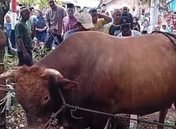 Warga Desa Duara Antusias Sambut Sapi Kurban dari Presiden Prabowo