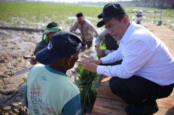 Mentan Rehabilitasi 98 Ribu Hektare Sawah Pascabencana di Sumatera