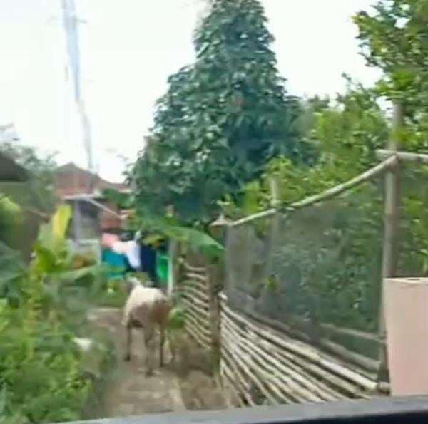 Heboh Sapi Kurban Kabur Saat Akan Disembelih, Penangkapan Berlangsung Dramatis Hingga ke Tepi Sungai