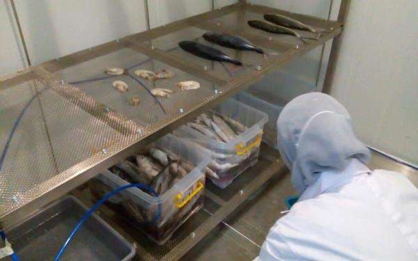 Inovasi UNDIP: Ikan Tetap Segar Seminggu di Laut, Nelayan Tak Perlu Segera Pulang