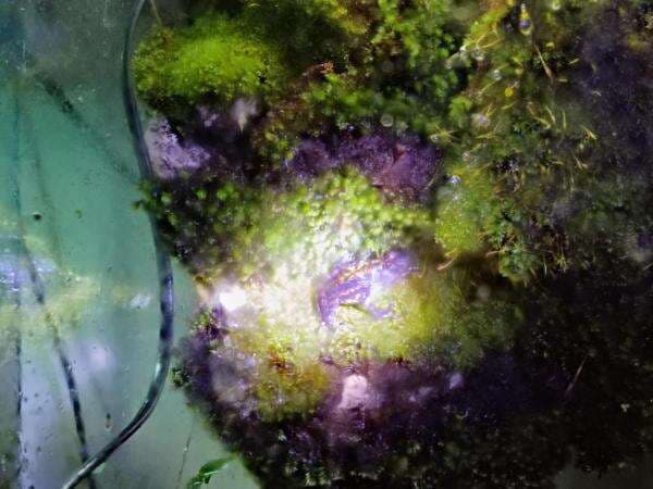 Taman Safari Bogor Sukses Kembangbiakkan Kodok Merah yang Hampir Punah