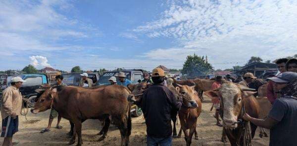 Jelang Iduladha, Harga Sapi di Sampang Madura Melonjak hingga 20 Persen